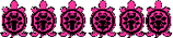 Miss Turtle Miss Turtle